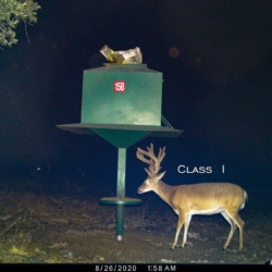 Buck Class I