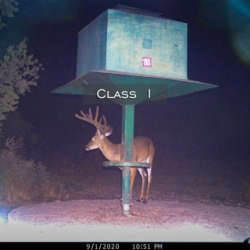 classi11