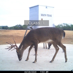classi2