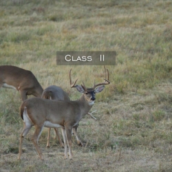 classii