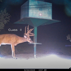 classii005
