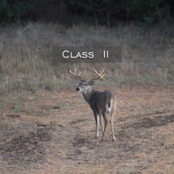 classii2