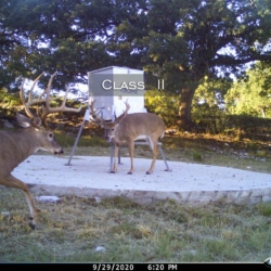 classii5