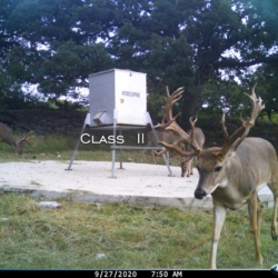 classii7