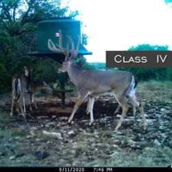 classiii001