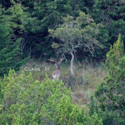 classiii002