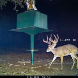 classiii004