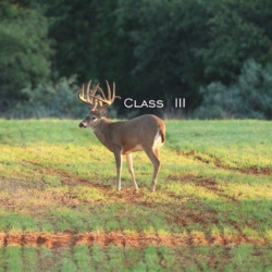 classiii007