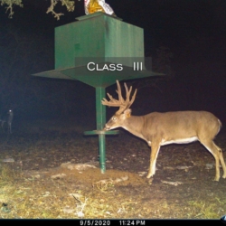 classiii21