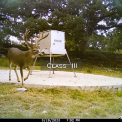 classiii23