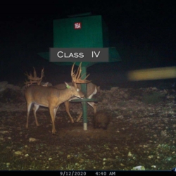 classiii36