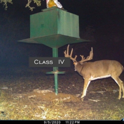 classiii38