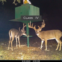 classiii39