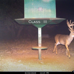 classiii41