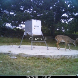 classiii__00040