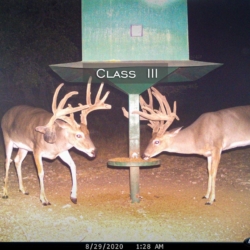 classiiileftbuck