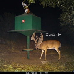 classiv001
