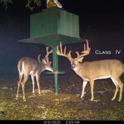 classiv002