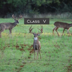 classiv003