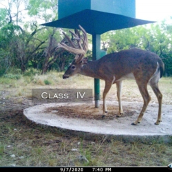 classiv10