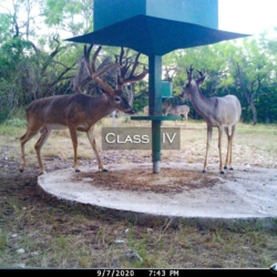 classiv12