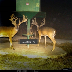 classiv25
