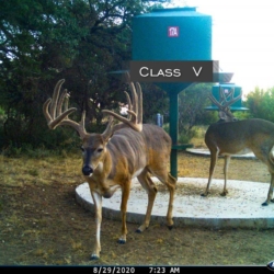 classiv33