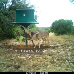 classivfrontbuck