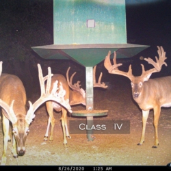 classivleftbuck