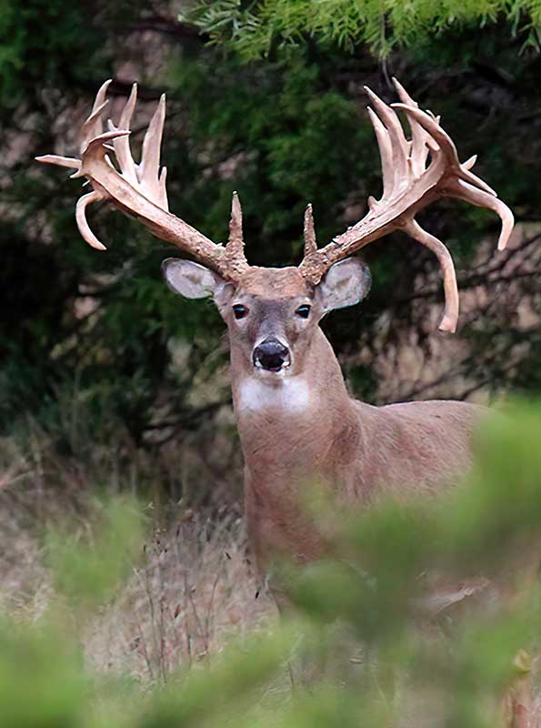 Los cazadores deer hunting awards 2021