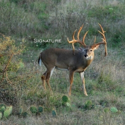 signaturebuck002