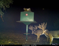 signaturebuck004