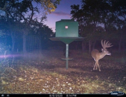 signaturebuck005