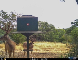 signaturebuck007