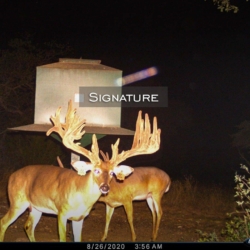 signaturebuck2