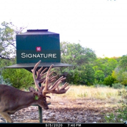 signaturebuck6