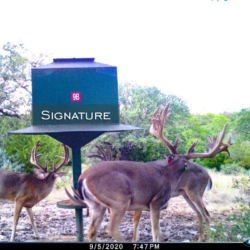 signaturebuck7