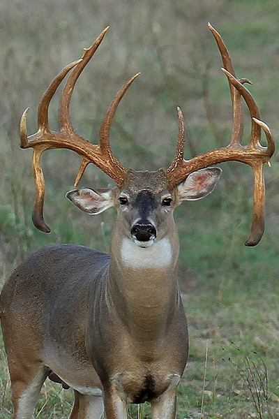 Trophy buck paradise