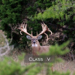 websiteclassv123_1
